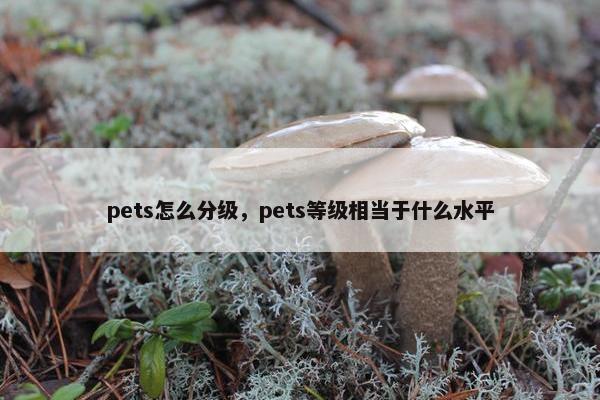 pets怎么分级，pets等级相当于什么水平
