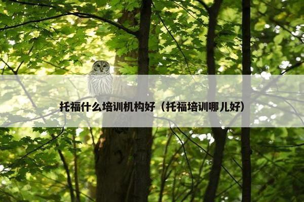 托福什么培训机构好（托福培训哪儿好）