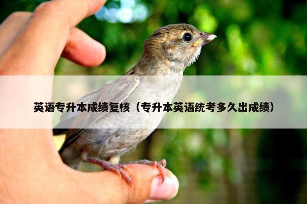英语专升本成绩复核（专升本英语统考多久出成绩）