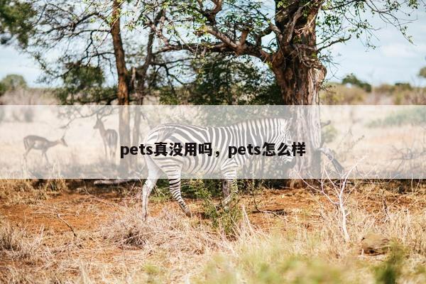 pets真没用吗，pets怎么样