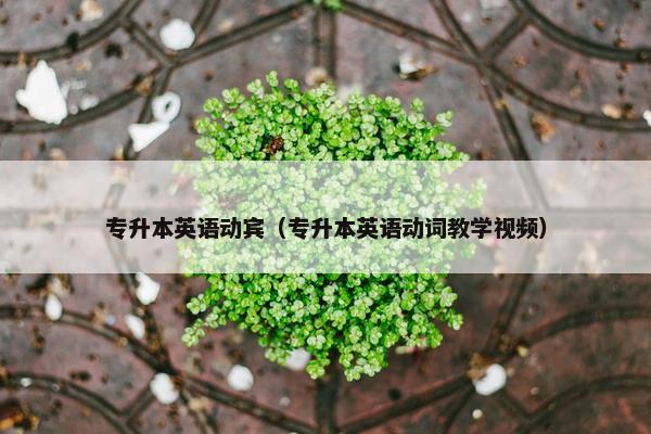 专升本英语动宾（专升本英语动词教学视频）