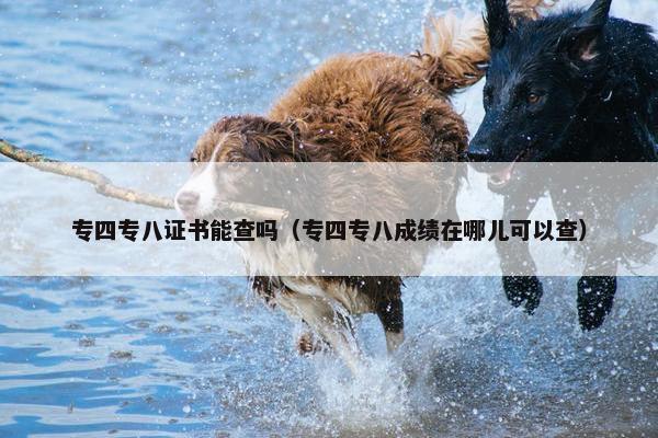 专四专八证书能查吗（专四专八成绩在哪儿可以查）