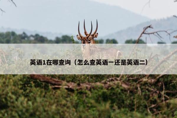 英语1在哪查询（怎么查英语一还是英语二）