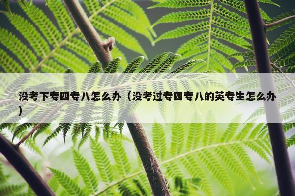 没考下专四专八怎么办（没考过专四专八的英专生怎么办）